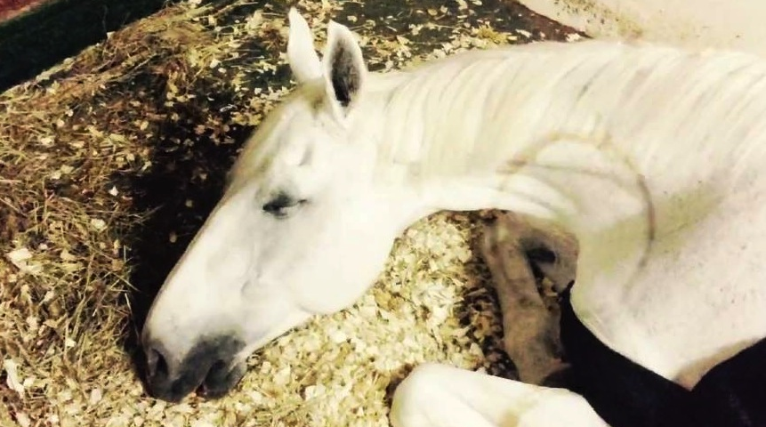Equine Dreaming