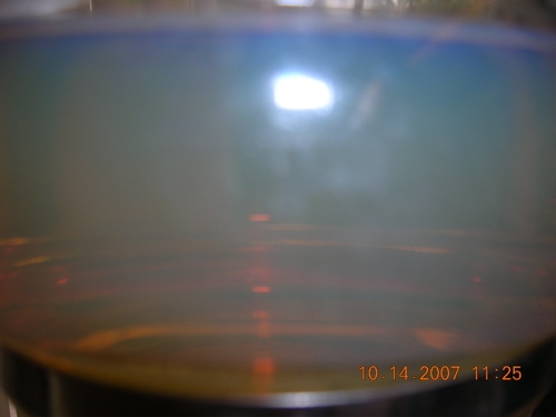 This is after 2.5 hours, picture taken with a flash
