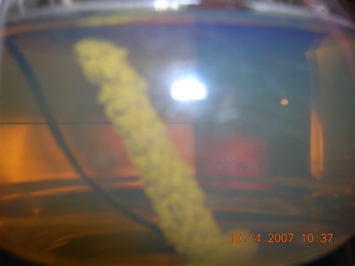1 hr 45 minutes and the reaction is nearly complete. notice the silver deposited now. also take note of the metalic sheen seen when taken with the flash.